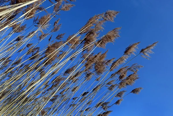 Reedův List Proti Modré Obloze — Stock fotografie