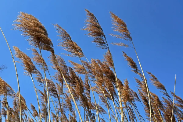 Reed Frond Contra Céu Azul — Fotografia de Stock