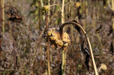Solmuş ayçiçeği, ayçiçeği, yakın plan.