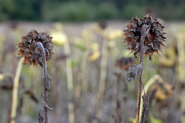 Withered Sunflower Sunflower Closeup — Stock Photo, Image