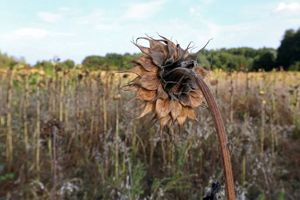 Torkad Solros Solros Närbild — Stockfoto