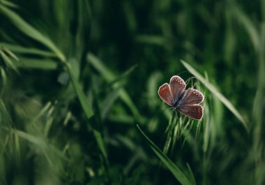 kahverengi bir kelebek çim bir bıçak üzerinde oturur