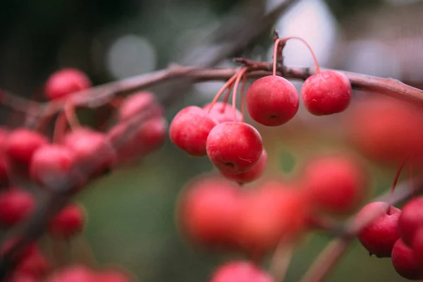 Berry cherry chinese rode tak boom — Stockfoto