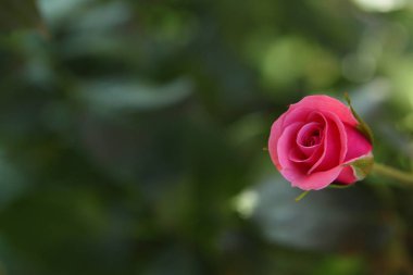 kırmızı gül taze bulanık arka plan bir çiçek