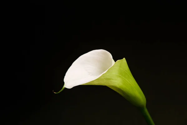 Квітковий зелений чорний фон логотип напис плакат — стокове фото