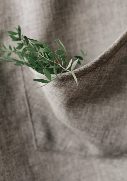 Folhas de eucalipto verde protrude bolso avental — Fotografia de Stock