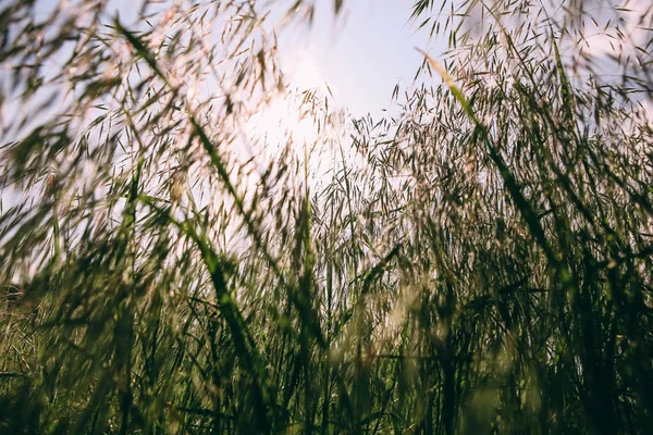 Granen planten field ochtend zonsopgang zomer — Stockfoto