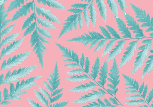 Blue Palms leafs roze achtergrond concept illustratie — Stockfoto