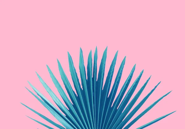 Blue Palm blad roze achtergrond concept illustratie — Stockfoto