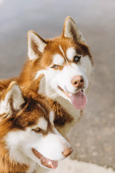 Kahverengimsi beyaz mavi gözlü çift husky köpek — Stok fotoğraf