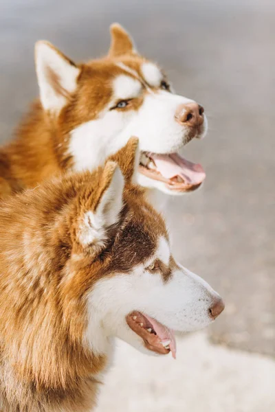 Çift Husky kahverengi beyaz renk kar oynayan köpekler — Stok fotoğraf