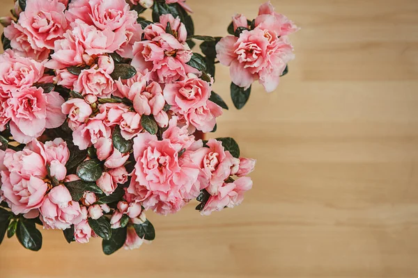 분홍색 진달래 꽃 나무 갈색 배경 — 스톡 사진