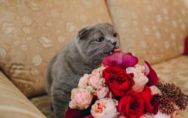 gri büyük kedi kanepede bir buket koklama 