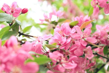 Bahar pembe çiçekler sabah çiçek