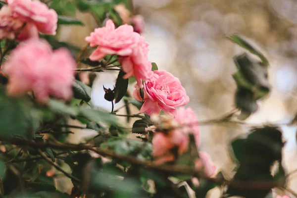 Roze bloemen lentemorgen bloeide — Stockfoto