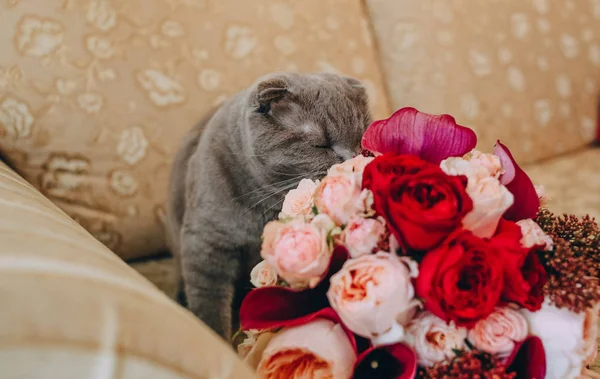 킁 킁 꽃 장미 소파에 회색 큰 고양이 — 스톡 사진