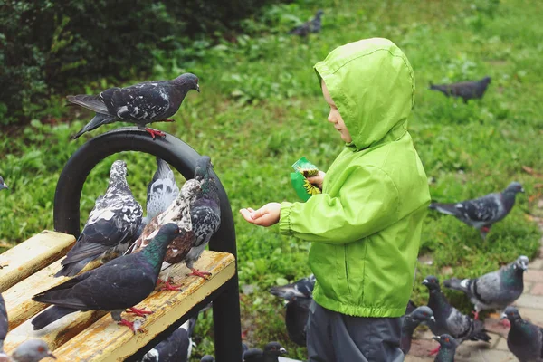 boy feeds hungry pigeons sunflower seeds pack  park spring bench