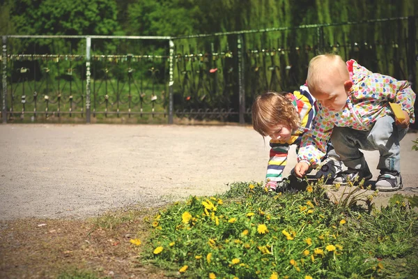 子供男の子女の子一緒に屈める花タンポポ — ストック写真