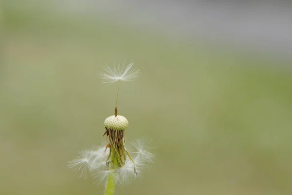 Pissenlit une et une saison concept haut de semence — Photo