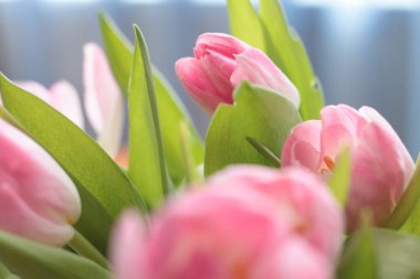 Bahar buket pembe lale çiçekleri kapatın