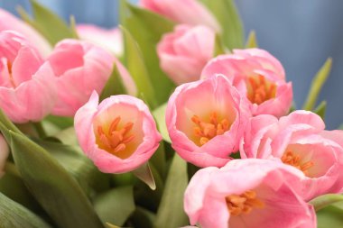 Bahar buket pembe lale çiçekleri kapatın