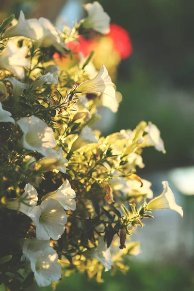 Heester met witte bloemen klokken buiten park — Stockfoto