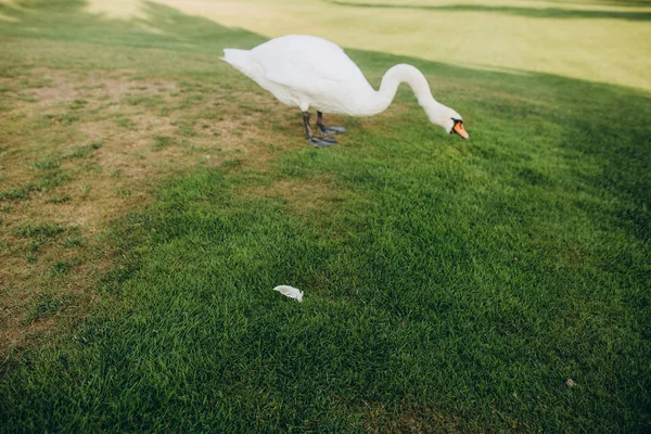 Cygne oiseau blanc regarde tombé plume herbe — Photo