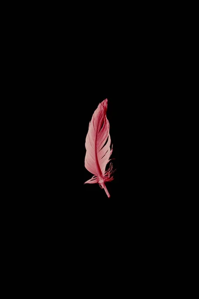 Oiseau plume moelleux mis en évidence fond rose noir — Photo