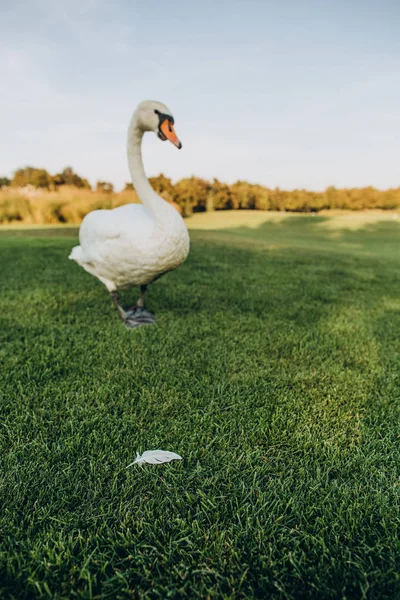 Blanco pájaro cisne miradas caído pluma hierba —  Fotos de Stock