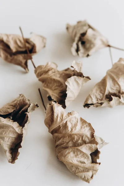 Hojas secas otoño símbolo aislado lugar vacío — Foto de Stock