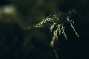 Yeşil dal çiy damlası tazelik mevsimi doğasını düşürür