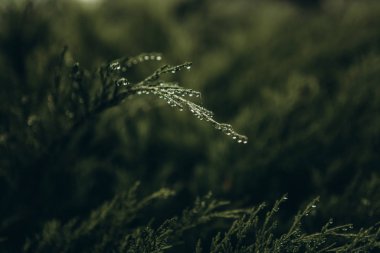 Yeşil dal çiy damlası tazelik mevsimi doğasını düşürür