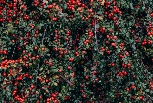 Kerstmis groene struik rode bessen winter sneeuw — Stockfoto
