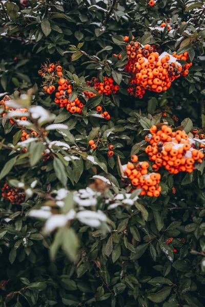 Navidad verde arbusto rojo bayas invierno nieve — Foto de Stock