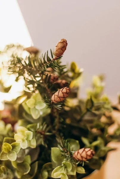 Decorative cones coniferous branch conceptual winter — Stock Photo, Image