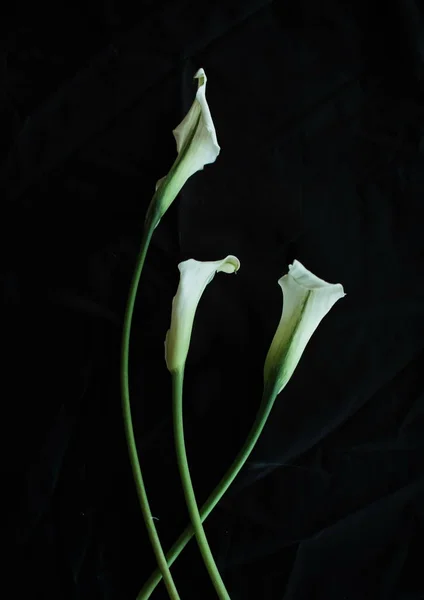 Calla lys blanc fond noir carte de voeux — Photo