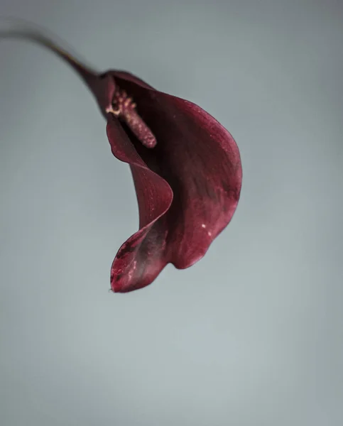 Fleur unique iris rouge lis fond blanc — Photo
