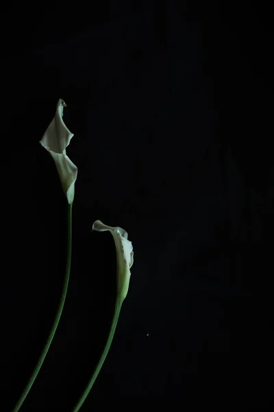 Calla gigli bianco nero sfondo biglietto di auguri — Foto Stock