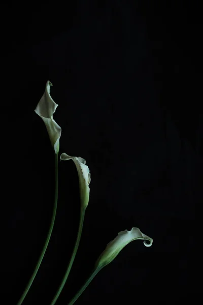 Calla lys blanc fond noir carte de voeux — Photo