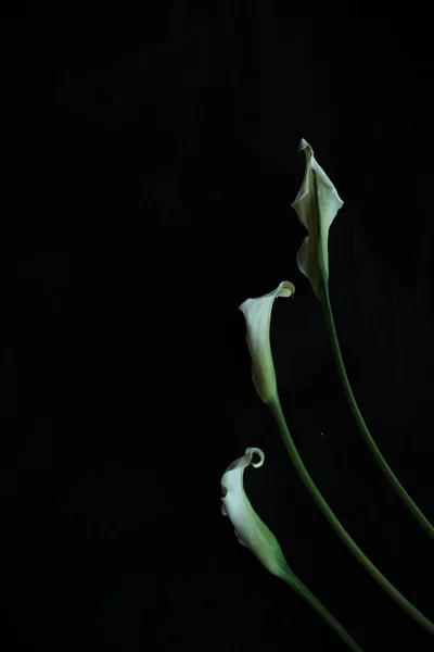 Calla liliom fehér fekete háttér üdvözlő kártya — Stock Fotó