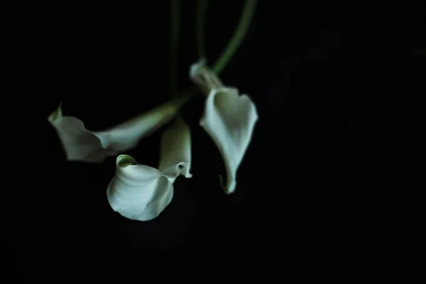 Calla lys blanc fond noir carte de voeux — Photo