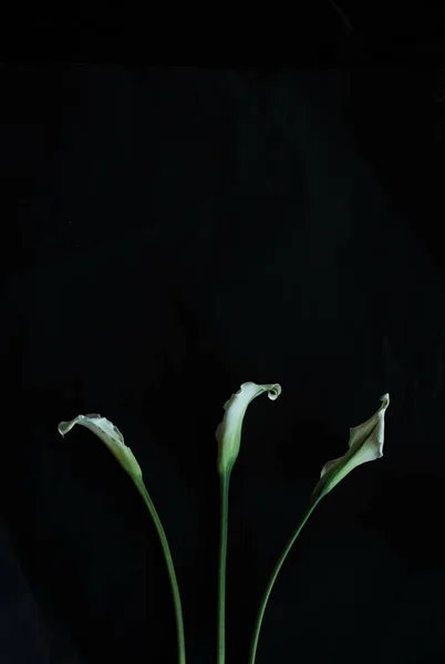Calla lys blanc fond noir carte de voeux — Photo