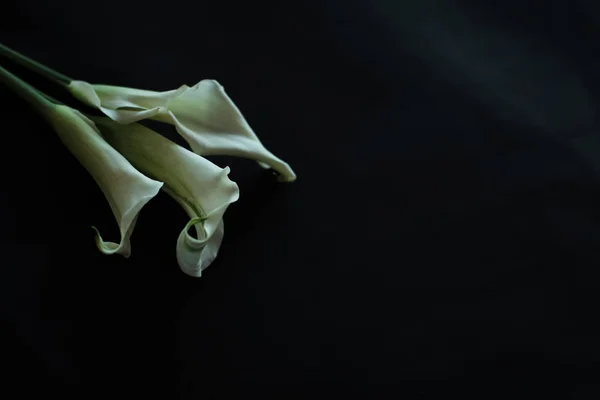 Calla Lilien weißer schwarzer Hintergrund Grußkarte — Stockfoto