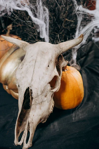 Halloween místico cuerno de vaca calavera arañas calabaza — Foto de Stock