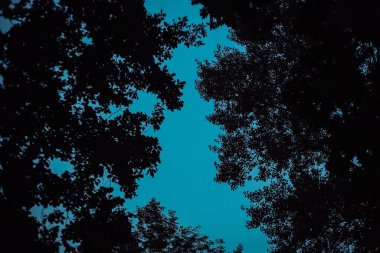 parlak açık mavi gökyüzü ağaçları yol ışığı