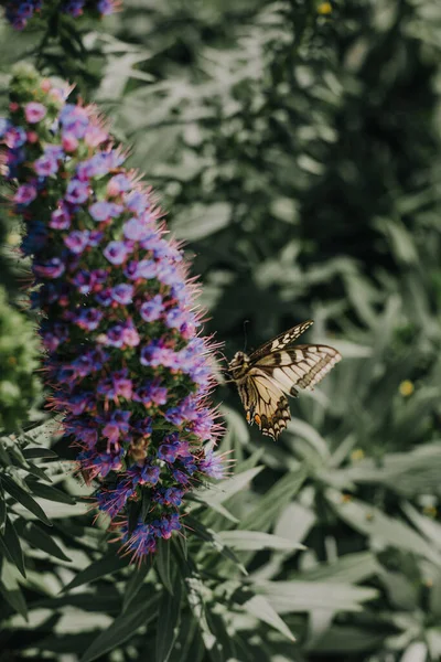 Растительность тропики бабочки цветок ландшафтной архитектуры свежий — стоковое фото