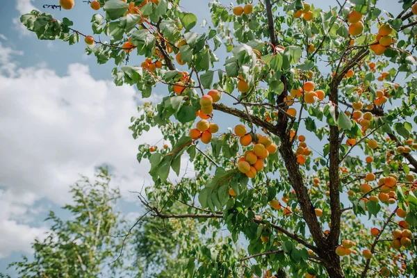 Drzewa Morela Ogrodzie Dojrzałych Owoców Sezon Zbiorów Latem — Zdjęcie stockowe