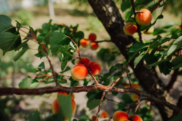 Bomen Abrikoos Tuin Met Rijp Fruit Oogst Seizoen Zomer — Stockfoto
