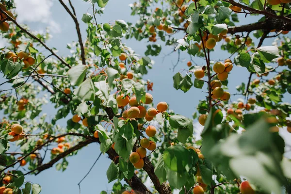 Bomen Abrikoos Tuin Met Rijp Fruit Oogst Seizoen Zomer — Stockfoto