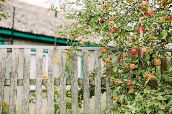 Boerderij Perceel Hek Appelboom Met Fruit Oogstseizoen — Stockfoto